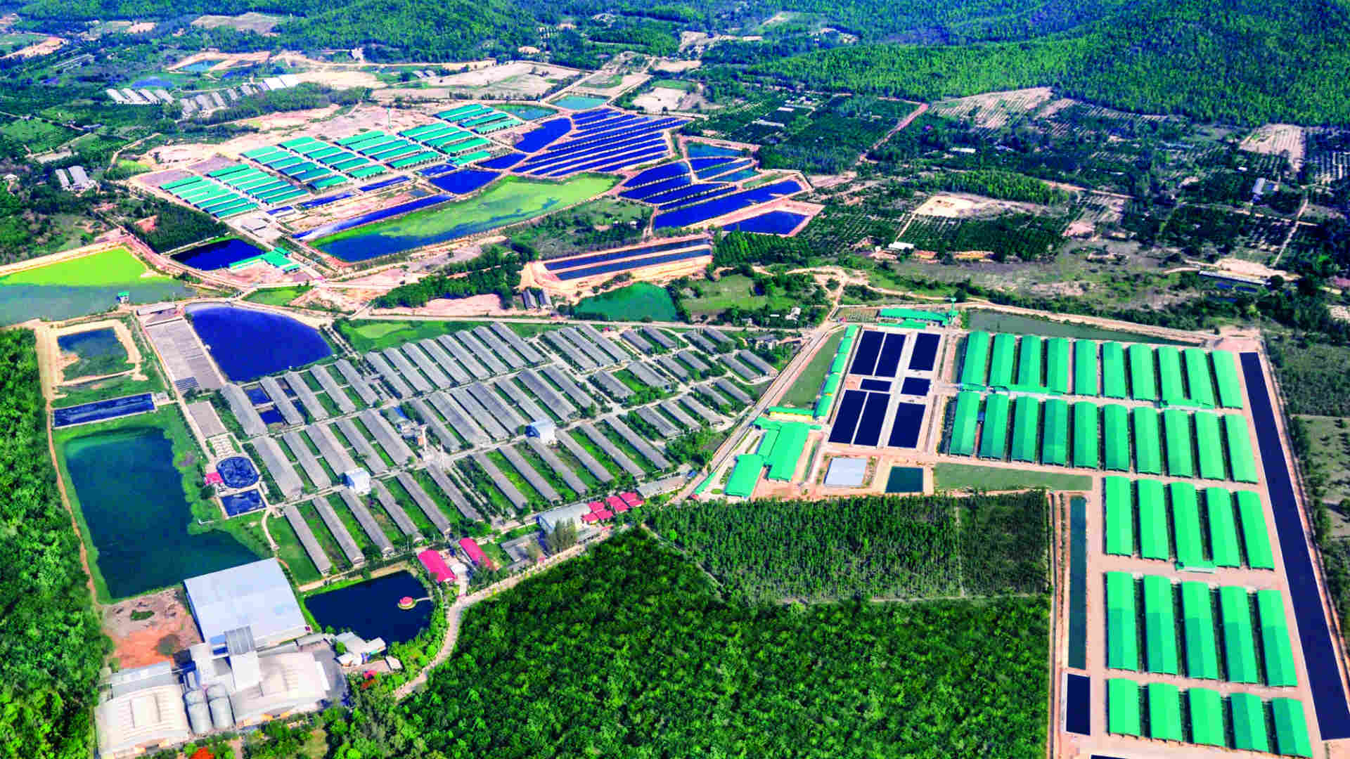 SKIOLD pig farm in Thailand 