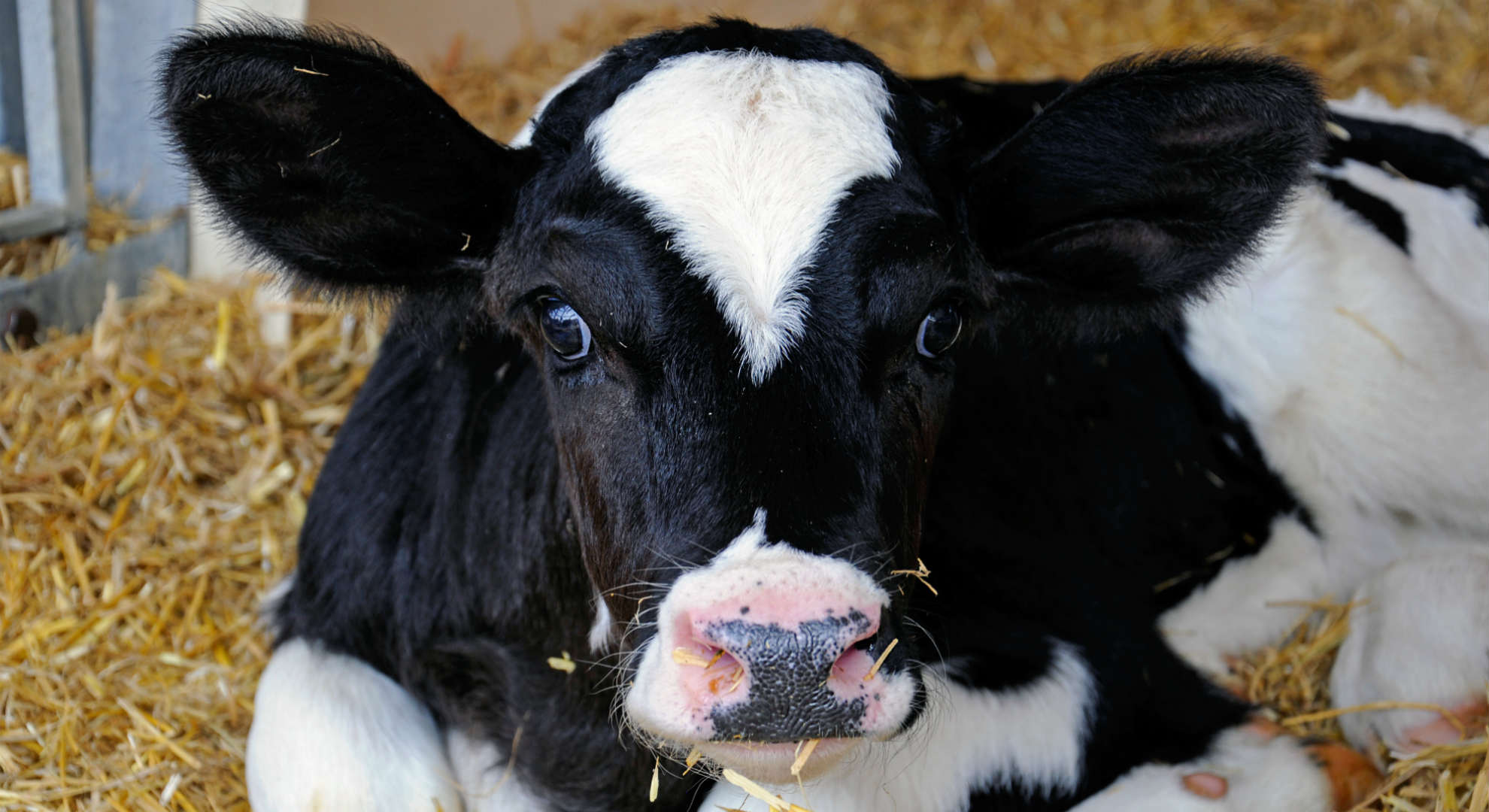 SKIOLD calf in straw 