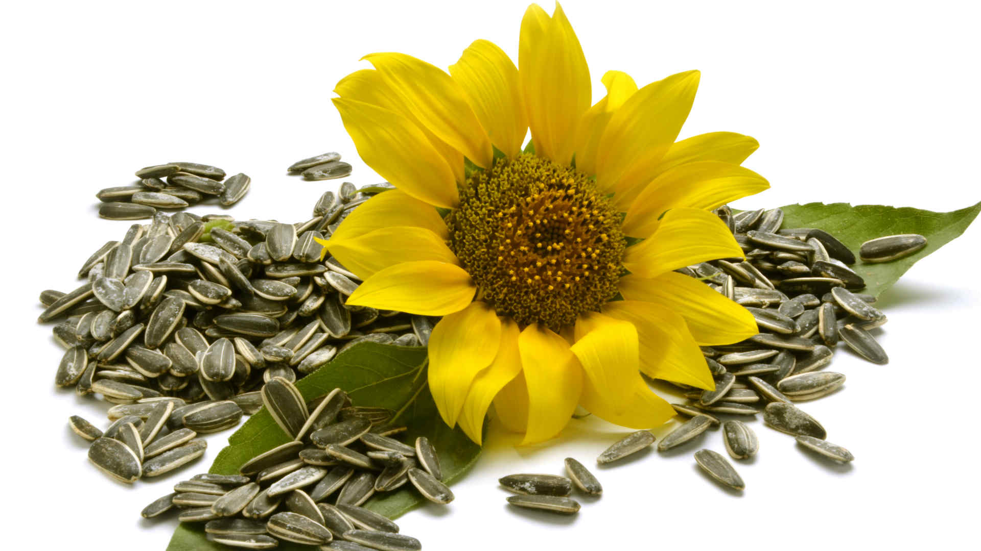 SKIOLD Sunflower and sunflower seeds