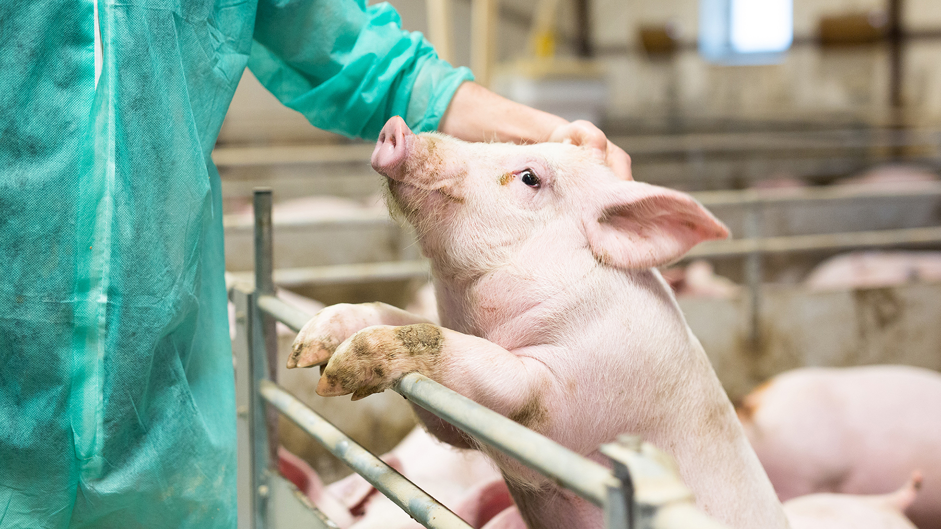 SKIOLD Finisher Unit