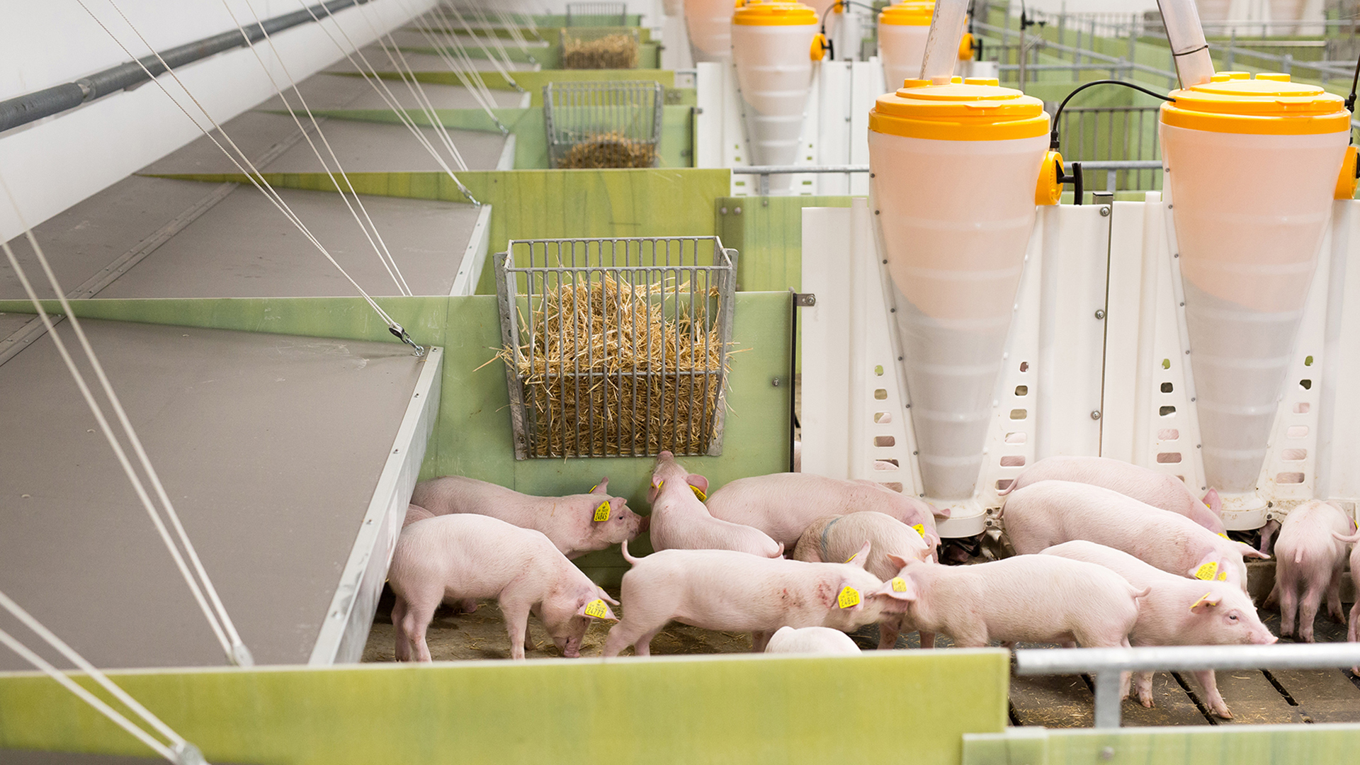 Equipment for pig farms | SKIOLD